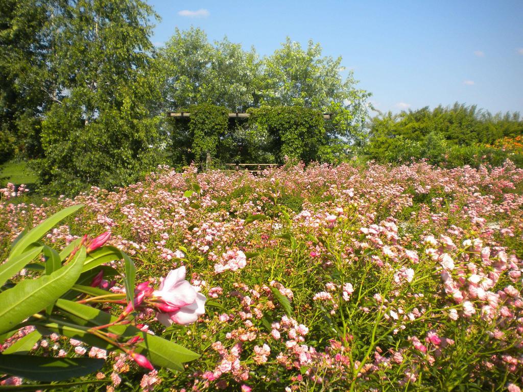 Cassola Agriturismo Il Magicortoヴィラ エクステリア 写真