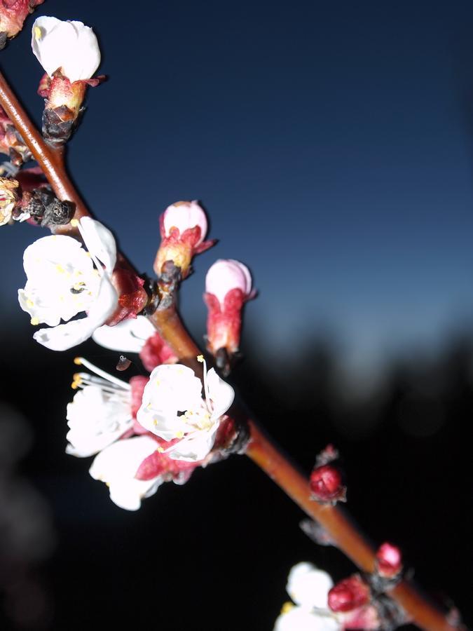 Cassola Agriturismo Il Magicortoヴィラ エクステリア 写真